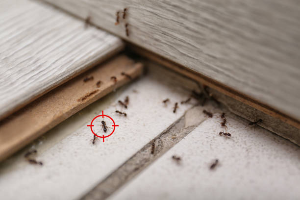 Best Bed Bug Extermination  in Lockwood, MO