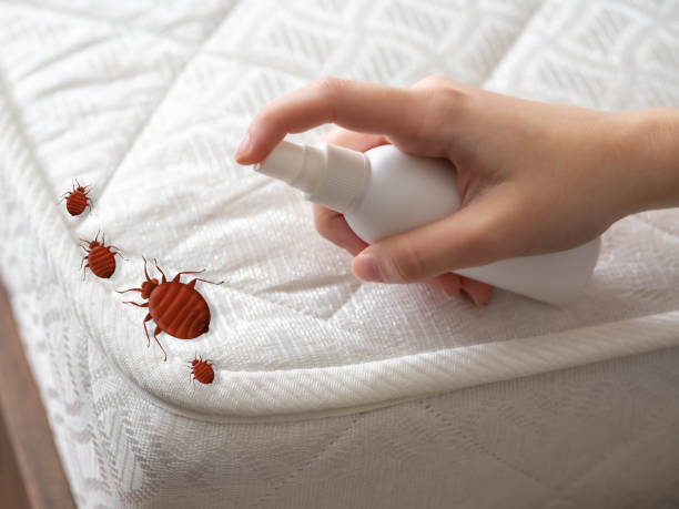 Best Emergency Pest Control  in Lockwood, MO